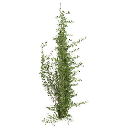 Climbing plants creepers isolated on white background 3d illustrationの写真素材