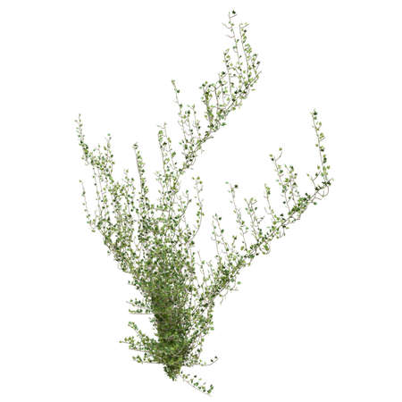 Climbing plants creepers isolated on white background 3d illustrationの写真素材