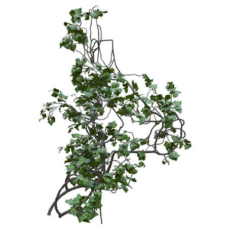 Climbing plants creepers vine isolated on white background 3d illustrationの写真素材