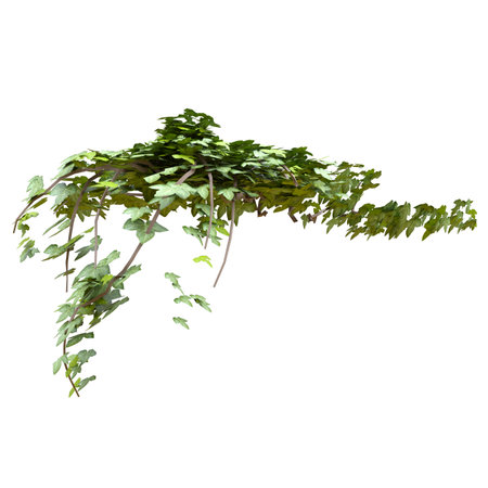 Climbing plants ivy isolated on white background 3d illustrationの写真素材