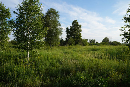 the trees in the fieldの写真素材