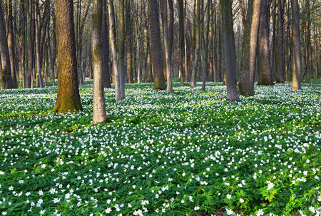 Anemone sylvestris covered the entire meadow among large oak trees and green grass on a spring day.の写真素材