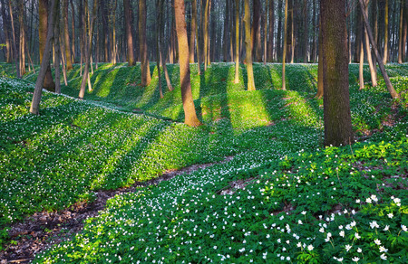 Green lawns with hills and path lead to fascinated forest with white flowers scattered as beads on grass.の写真素材