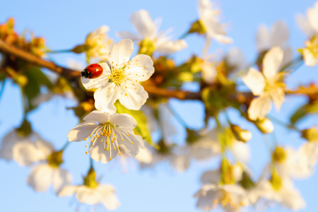 Red ladybug sits on the enchanted branch of cherry blossom on a background of brown branches and blurred blue background.の写真素材