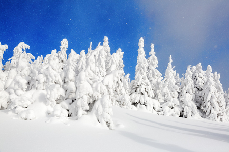 On a frosty beautiful day among high mountains and peaks are magical trees covered with white fluffy snow against the magical winter landscape.の写真素材