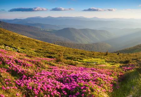 Green valley high on the mountains with the view to clear sky in summer day is spangled with many nice pink rhododendronsの写真素材