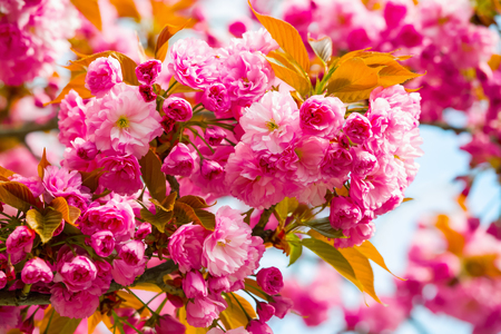 Large fluffy magical bouquets of pink sakura with green and yellow leaves against blue sky backgroundの写真素材