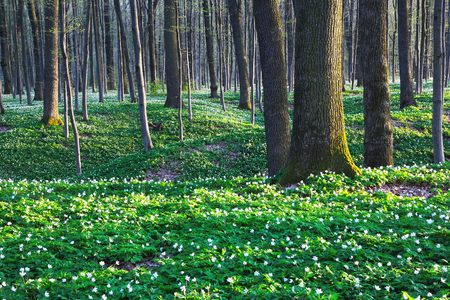 Fantastic fascinating tree shadows cover the lawn with bright green grass and big white flowers.の写真素材