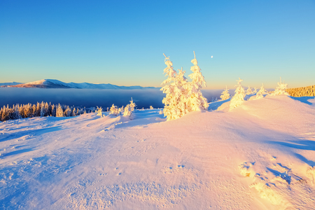Far away in the high mountains covered with white snow stand few green trees in the magical snowflakes among fields on a beautiful winter New Year's Day.の写真素材