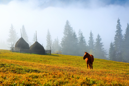A horse grazes on the meadow among the high mountains. A beautiful brown horse stands on the lawn with a view of high mountains with fog.の写真素材