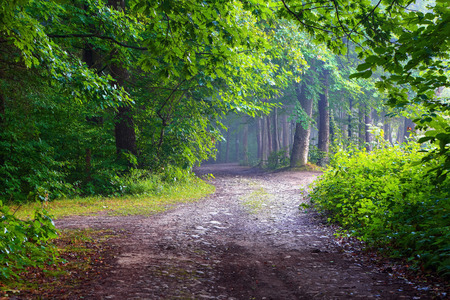 The wide road among giant trees leads to the fairy forest in haze. A fascinating view in the summer day.の写真素材