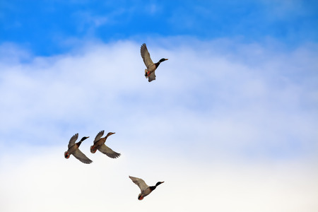 Wld ducks are flying high in the blue sky with white clouds.