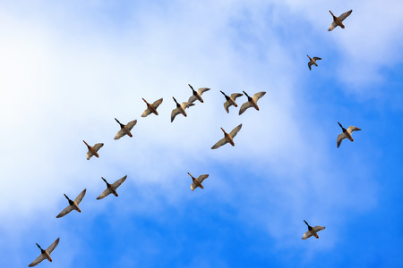 Wld ducks are flying high in the blue sky with white clouds. Big flock make a caravan.の写真素材