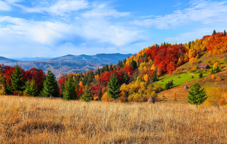 On the yellow grass lawn there are green lush fair trees with the background of autumn mountains and forests in sunny morning.の写真素材