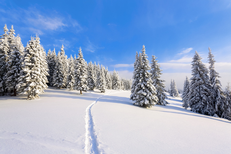On a frosty beautiful day among high mountains and peaks are magical trees covered with white fluffy snow against the magical winter landscape.の写真素材