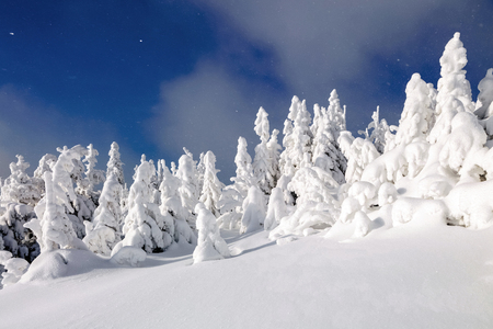 Fantastic fluffy Christmas trees in the snow. Postcard with tall trees, blue sky and snowdrift. Winter scenery in the sunny day. Mountain landscapes. Carpathian national park, Ukraine Europe.の写真素材