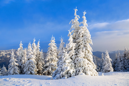 Fantastic fluffy Christmas trees in the snow. Postcard with tall trees, blue sky and snowdrift.の写真素材
