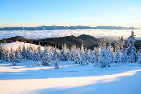 Mountains in a foggy morning and snow-covered green Christmas trees.Marvelous winter background. Beautiful Christmas holliday in the mountain. Winter landscape for leaflets.の写真素材