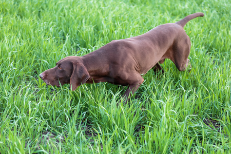 A muscular chocolate brown hound, German Shorthaired Pointer, a thoroughbred, stands among the fields in the grass in the point, sniffed the smell of a wild game.の写真素材