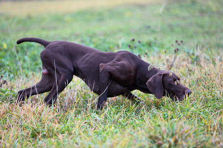 A young muscular brown hunting dog is standing in a point in the field among the green grass. A spring warm day. German Shorthaired Pointer.の写真素材