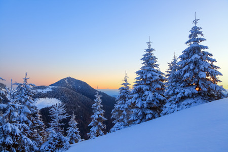 Nice curved fair trees covered with thick layer of snow are enlightened by pink yellow sunset in winter day. Fantastic scenery with the high mountains in snow. Beautiful winter background.の写真素材