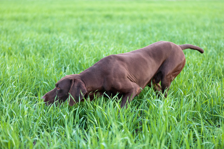 The brown hunting dog freezed in the pose smelling the wildfowl in the green grass. German Shorthaired Pointer.の写真素材