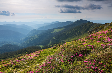Landscape with beautiful pink rhododendron flowers. Sky with clouds. High mountains in haze. Place of resort for Tourists. Location the Carpathian Mountains, Marmarosy, Ukraine.の写真素材