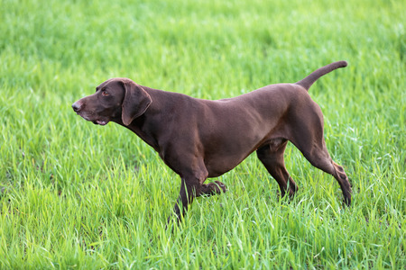 A young muscular brown hunting dog is standing in a point in the field among the green grass. A spring warm day. German Shorthaired Pointer.の写真素材