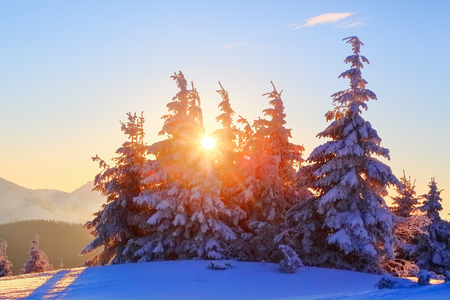 On a frosty beautiful day among high mountains and peaks are magical trees covered with white fluffy snow against the beautiful winter landscape. Morning lights. Fantastic winter scenery.の写真素材