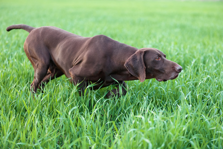 The brown hunting dog freezed in the pose smelling the wildfowl in the green grass. German Shorthaired Pointer.の写真素材