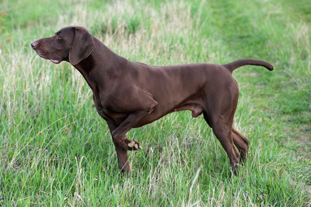 The brown hunting dog freezed in the pose smelling the wildfowl in the green grass. German Shorthaired Pointer.の写真素材