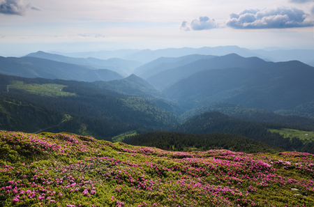 Landscape with beautiful pink rhododendron flowers. Sky with clouds. High mountains in haze. Place of resort for Tourists. Location the Carpathian Mountains, Marmarosy, Ukraine.の写真素材