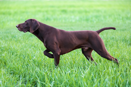 The brown hunting dog freezed in the pose smelling the wildfowl in the green grass. German Shorthaired Pointer.の写真素材