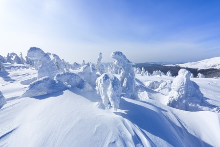 High on the mountains, on the lawn stand trees covered with snow, which look as ice sculptures. Textured forms. Landscape in a winter cold day. Light shines in the snow.の写真素材
