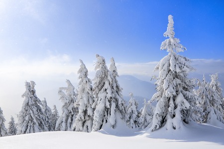 Spectacular panorama is opened on mountains, trees covered with white snow, lawn and blue sky with clouds. The game of light and shadow beautifully plays with volumes. Sunny winter day.の写真素材