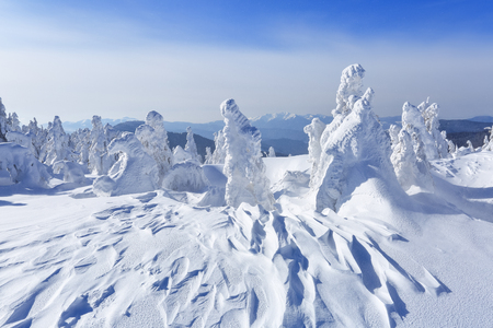 High on the mountains, on the lawn stand trees covered with snow, which look as ice sculptures. Textured forms. Landscape in a winter cold day. Light shines in the snow.の写真素材