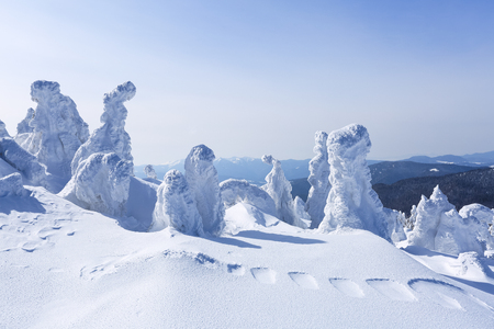 High on the mountains, on the lawn stand trees covered with snow, which look as ice sculptures. Textured forms. Landscape in a winter cold day. Light shines in the snow.の写真素材