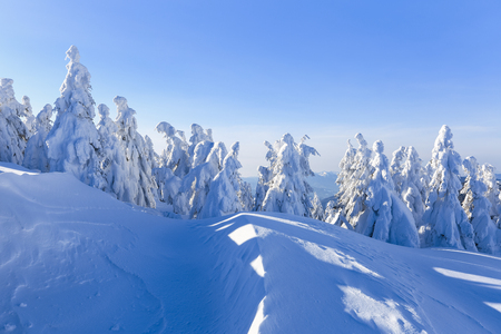 On the wide lawn there are many fir trees standing under the snow on the frosty winter day. The game of light and shadow beautifully plays with volumes. Beautiful winter background.の写真素材