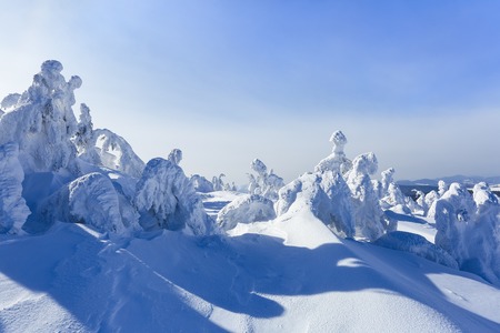 High on the mountains, on the lawn stand trees covered with snow, which look as ice sculptures. Textured forms. Landscape in a winter cold day. Light shines in the snow.の写真素材
