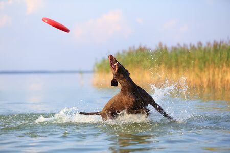 Happy, playful brown dog German shorthaired pointer. Jumping on the water making splashes and waves. Reflection of the silhouette. Beautiful place for relax Svityaz lake, Ukraine. Sunny summer day.の写真素材