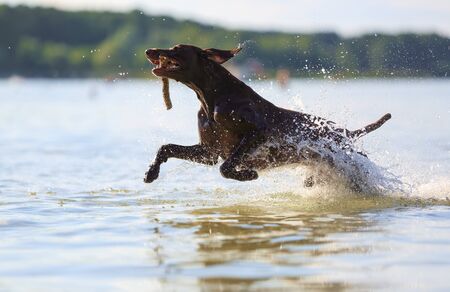 Jumping on the water splashing, happy dog is playing with the stick, hold in mouth on sunny day. Muscular hunting German shorthaired pointer. Nice summer day. Reflection of the silhouette.の写真素材