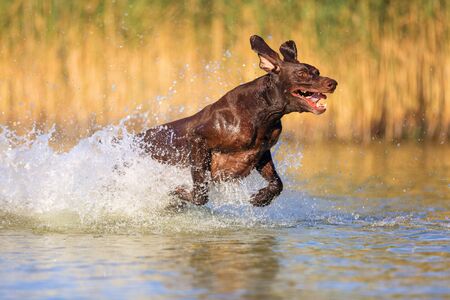 Happy playful muscular thoroughbred hunting dog German shorthaired pointer. Is jumping, running on the water splashing it around on sides. Reflection of the silhouette. Funny stick out ears.の写真素材