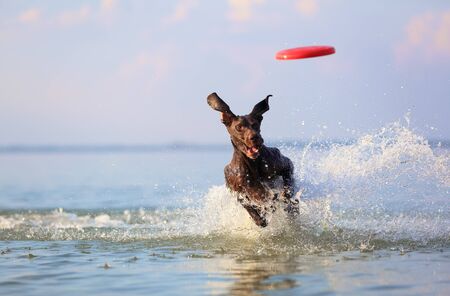 On the beautiful sunny day at the lake the playful dog is jumping from the water. Splashes and waves. Silhouette reflection. Funny twisted ears. Thoroughbred German shorthaired pointer.の写真素材