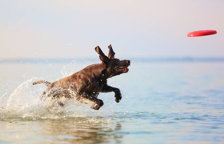 Happy, playful brown dog German shorthaired pointer is running and jumping on the water making splashes and waves. Reflection of the silhouette. Funny stick out ears.の写真素材