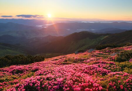 Amazing pink rhododendrons in the light of sunset. View with high mountains, fog, orange sky. The resort place for active tourists in Carpathians, Ukraine, Europe. Romantic scenery.の写真素材