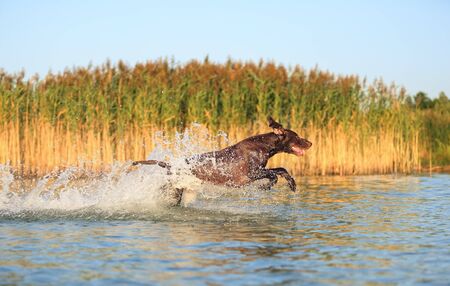 Happy playful muscular thoroughbred hunting dog German shorthaired pointer. Is jumping, running on the water splashing it around on sides. Reflection of the silhouette. Funny stick out ears.の写真素材