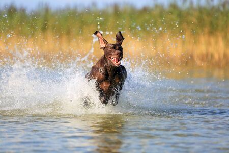 Nice portrait of the thoroughbred hunting dog German shorthaired pointer brown color. Funny ears pointing on different sides. Frozen in pose with the water splashing background.の写真素材