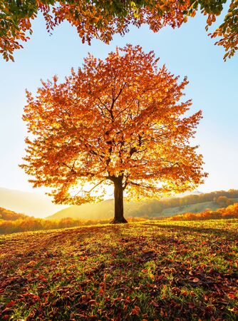 On the lawn covered with leaves at the high mountains there is a lonely nice lush strong tree and...