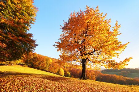 On the lawn covered with leaves at the high mountains there is a lonely nice lush strong tree and the sun rays lights through the branches with the background of blue sky. Beautiful autumn scenery.の写真素材