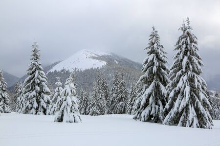 From the lawn, a panoramic view of the covered with frost trees in the snowdrifts, high mountain with snow white peaks. Beautiful landscape on the cold winter foggy morning.の写真素材